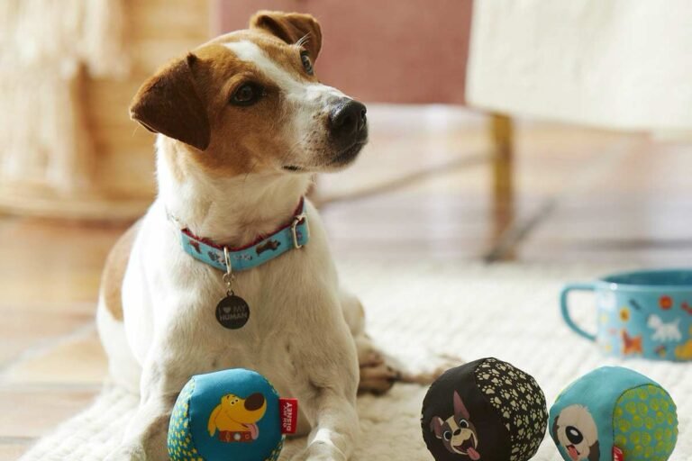 Conheça a loja com produtos para pets no Disney Springs