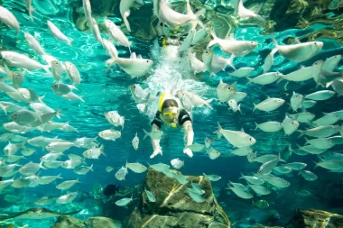 Discovery Cove novidades