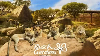Busch Gardens apresenta “Lion & Hyena Ridge”